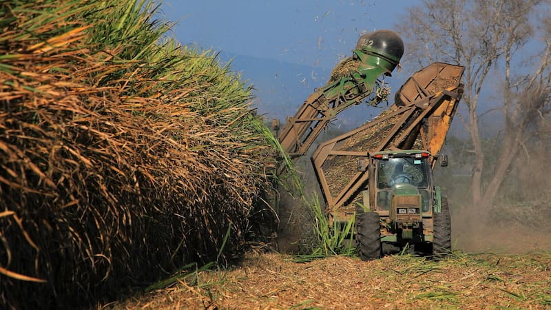 La zafra comenzó para Ledesma con una inversión de más de u$s 30 millones