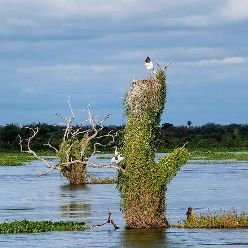 Así se ve el increíble Bañado La Estrella (Foto: formosahermosa.gob.ar)
