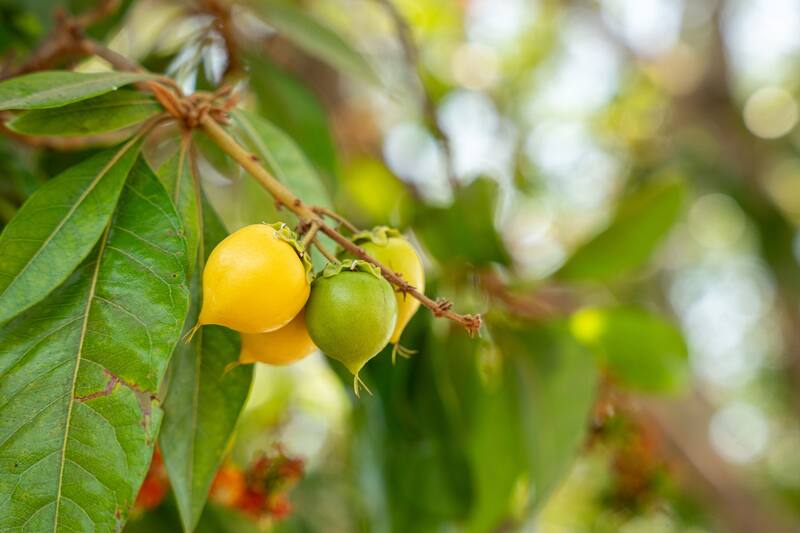 La piel del nance contiene antioxidantes naturales que ayudan a combatir los radicales libres y el envejecimiento prematuro. Foto: archivo El Cronista México.