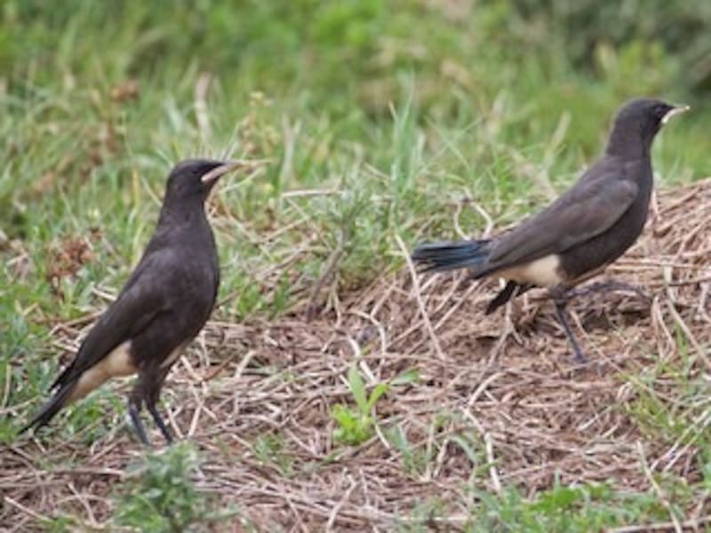 El equipo dirigido por Earl recopiló información entre 2002 y 2021, combinando observaciones de comportamiento con análisis genéticos. Foto: Archivo.