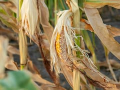 El gobierno esperará análisis técnicos para declarar la emergencia agropecuaria