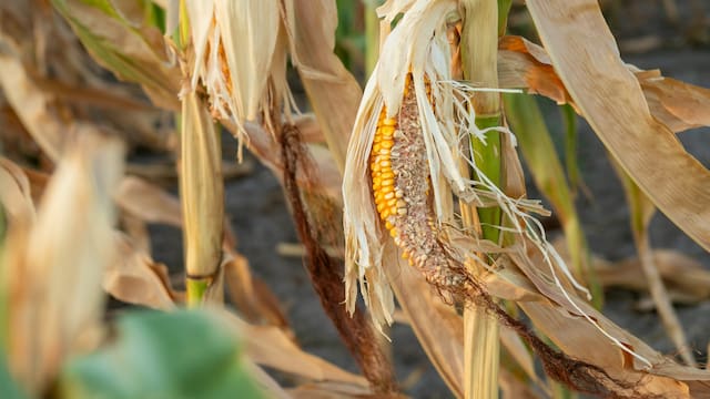 El gobierno esperará análisis técnicos para declarar la emergencia agropecuaria