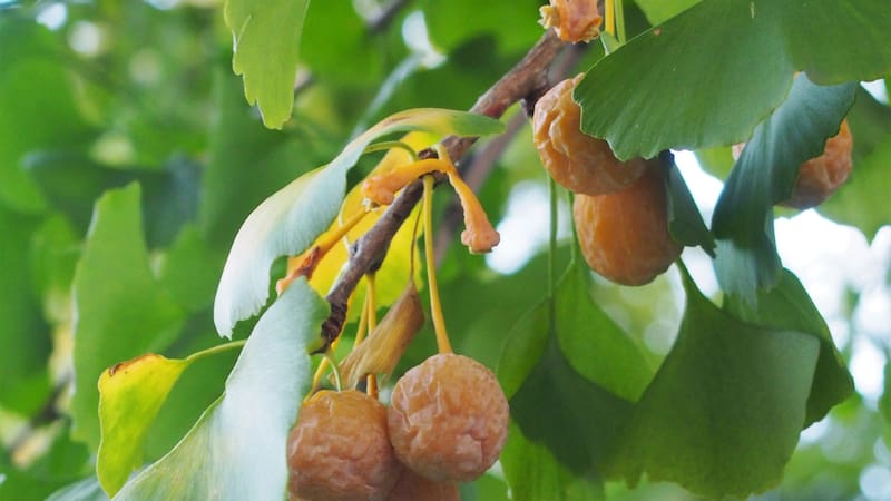 Esta hierba medicinal trae grandes beneficios para el organismo.