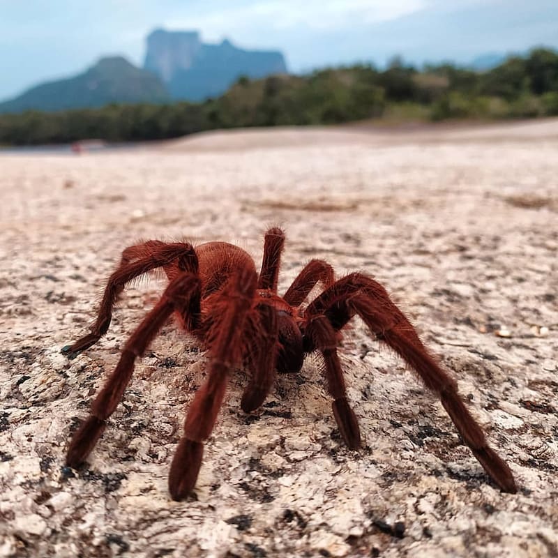 El peso promedio de una tarántula Goliat adulta puede alcanzar los 200 gramos, convirtiéndola en una de las arañas más pesadas conocidas. Foto: Instagram @temporadista