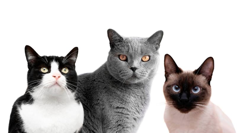 ¿Qué dice la ciencia sobre el color de tu gato?