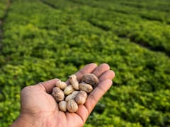 Una ley clave para atraer divisas desde el campo puede volver a foja cero en Diputados