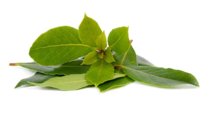 El laurel: un aliado eficaz, pero no infalible, en la lucha contra las cucarachas. Fuente: Shutterstock.