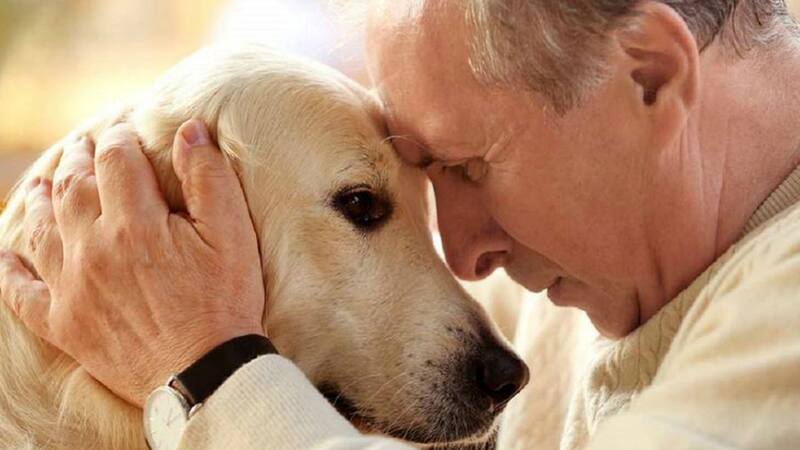 Cuáles son las 5 señales más comunes en el lenguaje canino. Fuente: archivo.