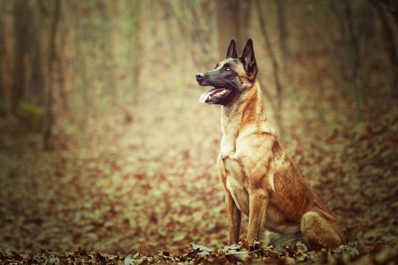 El Pastor Belga Malinois, más conocidos por ser utilizados como perros policías, resultó ser el perro más inteligente del mundo. Foto: Shutterstock