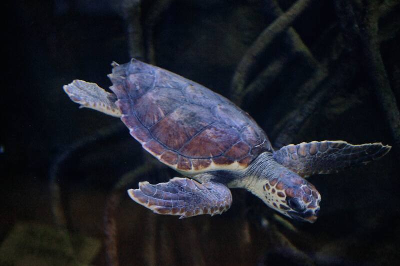 Con el túnel submarino más largo de Europa, este acuario ofrece una experiencia educativa y visualmente impresionante.