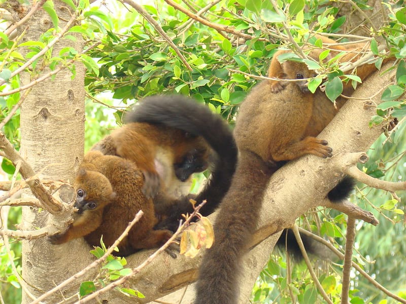 Cuidado de animales en vía de extinción. Fuente: Buenos Aires Ciudad.
