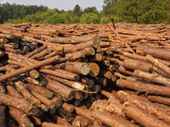 Industria maderera: cuál fue la estrategia de las pymes para salir fortalecidas en 2020