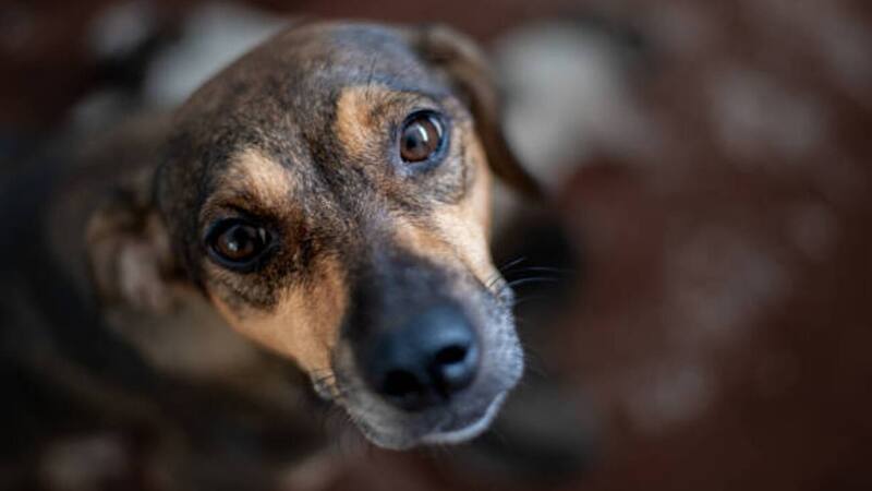 <div class="migrated-promo-image__description"><div class="migrated-promo-image__source">Fuente: iStock</div><div class="migrated-promo-image__author">Golser</div></div>