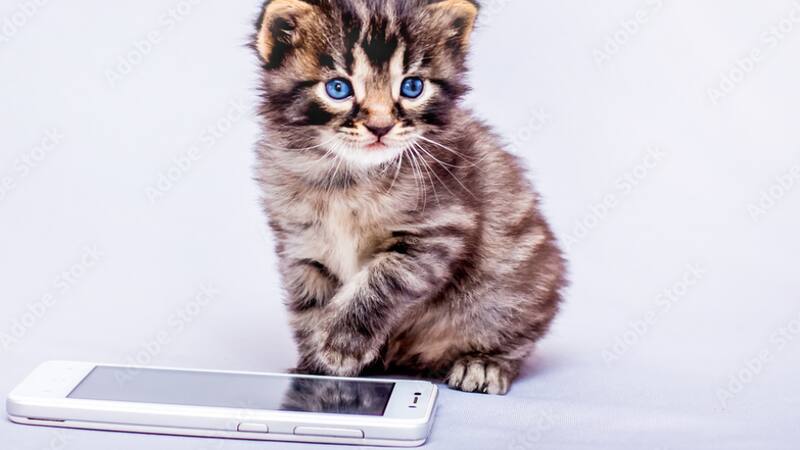 La aplicación que te ayuda a entender a tu gato. (Foto: archivo)