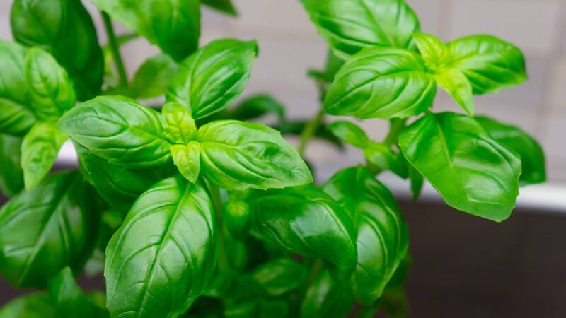 Además de ser un ingrediente esencial en la cocina, es una planta con propiedades medicinales (Fuente: Freepik)