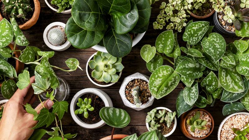 Existe una planta que tiene beneficios para la salud de la piel y el organismo.