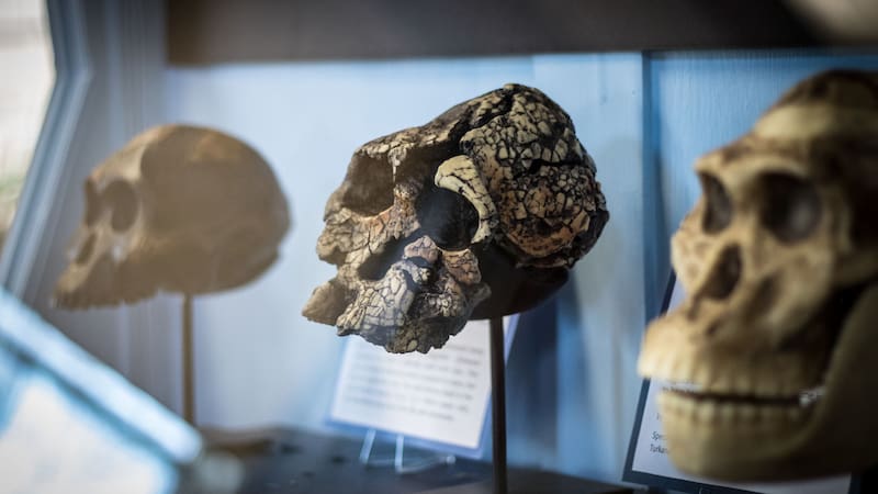 Descubrimiento sin igual: encuentran fósiles de homínidos de hace más de un millón de años en Atapuerca.