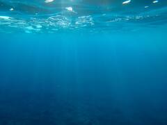 Increíble hallazgo: reapareció un animal que creían extinto en el océano