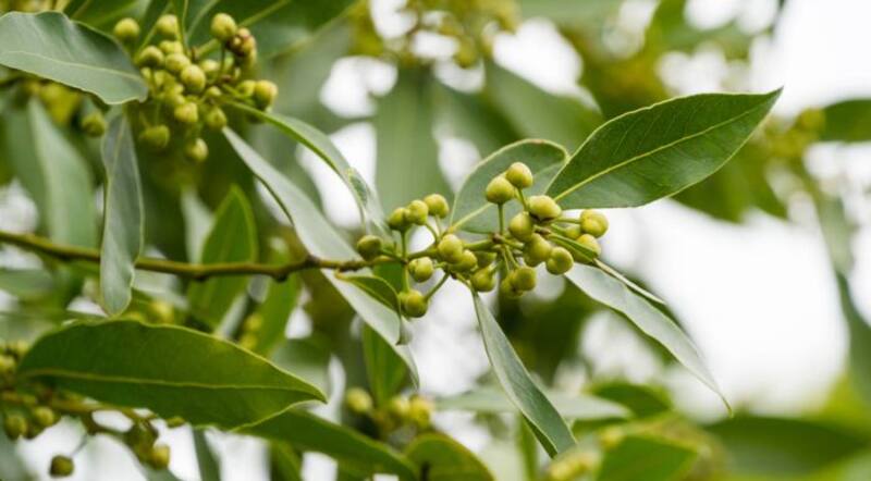 La hoja que debes llevar en tu cartera para atraer la buena fortuna: cuál es.