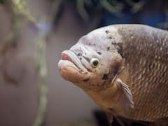 El exótico pez que sobrevive fuera del agua y le gusta hibernar en madrigueras: habita 4 países de Sudamérica