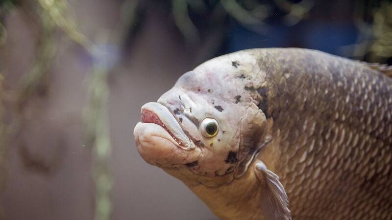 Este pez puede hibernar en madrigueras durante la temporada seca, reduciendo su metabolismo hasta en un 60%.