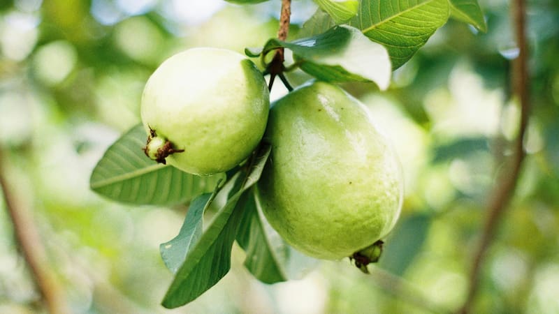 Para quienes buscan alternativas saludables para el cuidado del corazón y el manejo de la diabetes, esta fruta ofrece una solución natural.