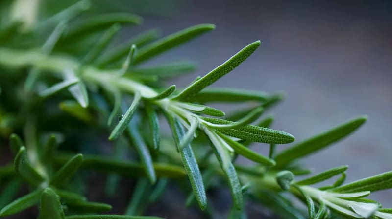 El romero es una poderosa hierba medicinal que aporta grandes beneficios al organismo. Fuente: Archivo.