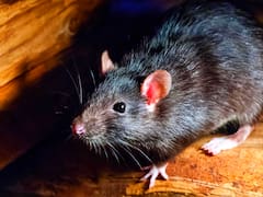 Qué significa soñar con ratas, según la Biblia: el simbolismo espiritual detrás de este animal