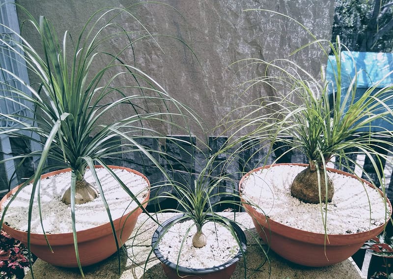 La planta "pata de elefante" está en peligro de extinción. Foto: Wikipedia.