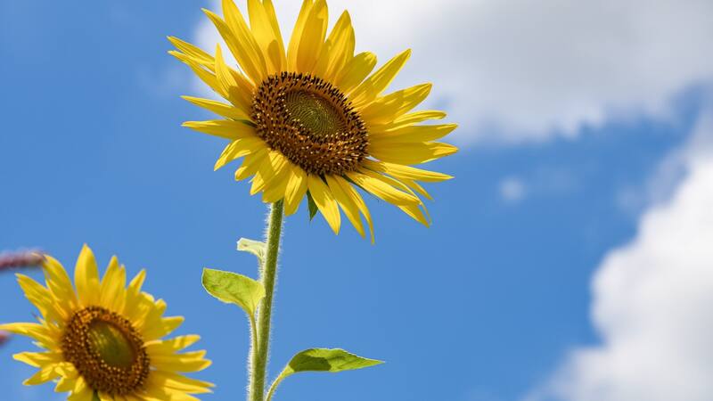 <div class="migrated-promo-image__description"><div class="migrated-promo-image__source">Fuente: Free pik</div></div>