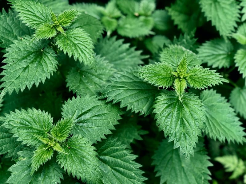 Esta planta es eficaz para eliminar toxinas del organismo y reducir los niveles de glucosa en sangre. (Foto: Unsplash)