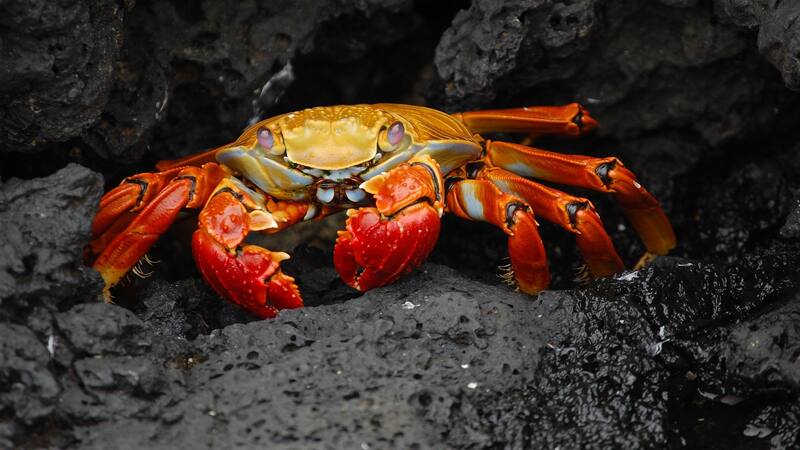 Según diferentes estudios, la especie recorrió los mares durante 450 millones de años.