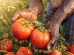 Plantas en las Islas Galápagos desafían a Darwin: están retrocediendo millones de años en su evolución