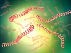 Qué es y cómo se transmite la leptospirosis, la infección detrás de la intoxicación por achuras en Berazategui