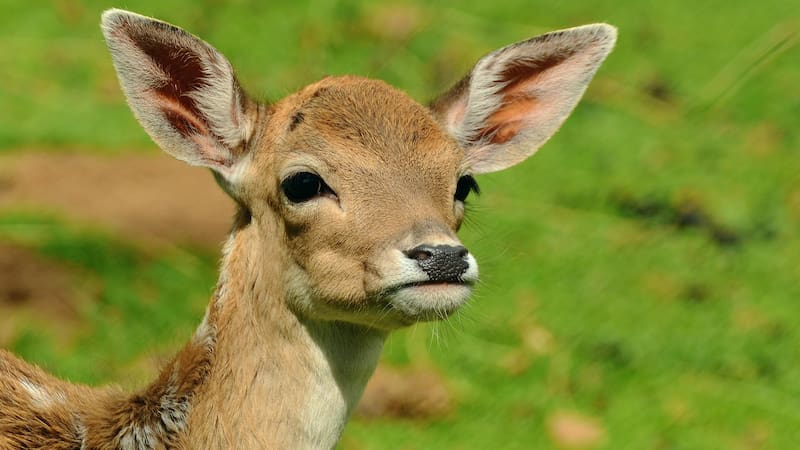 Milagro en el mundo animal | Este "Bambi" histórico se creía extinto y sorprendió al mundo con su regreso.
