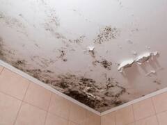 Chau humedad: el truco alemán para eliminar las manchas y el moho de las paredes en un instante