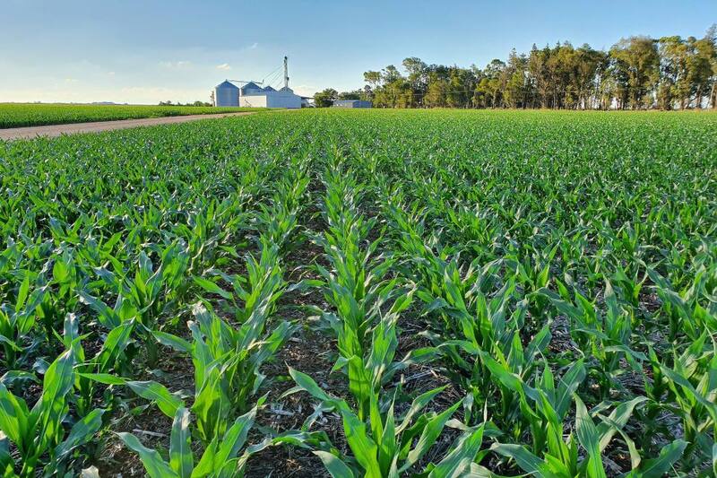 La capacidad de exportaciones netas del campo se mantendría constante en su promedio del último lustro. (Fuente: archivo)