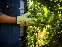 Quilmes invertirá u$s 3,5 millones en la Patagonia: en qué se concentra