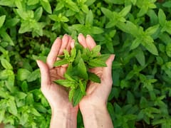 La hierba medicinal que desinflama el abdomen y mejora el sistema digestivo: es antioxidante y elimina impurezas