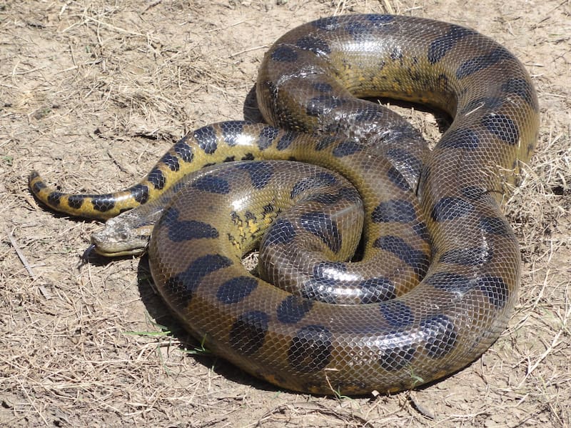 La anaconda verde no es venenosa, pero mata a sus presas ahogándolas con su cuerpo.