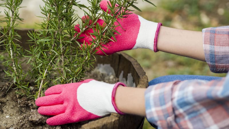 El romero necesita cortes adecuados para seguir creciendo de forma saludable.