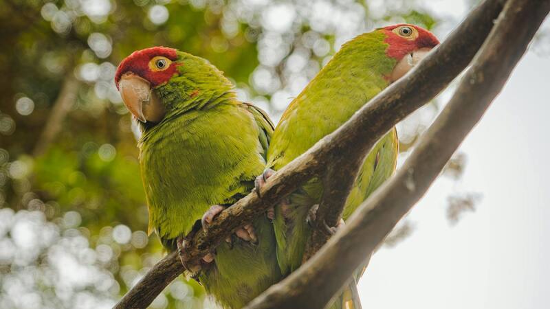 La distribución de las cotorras emxicanas se limita al noreste de México, específicamente a los bosques de coníferas de la Sierra Madre Oriental.