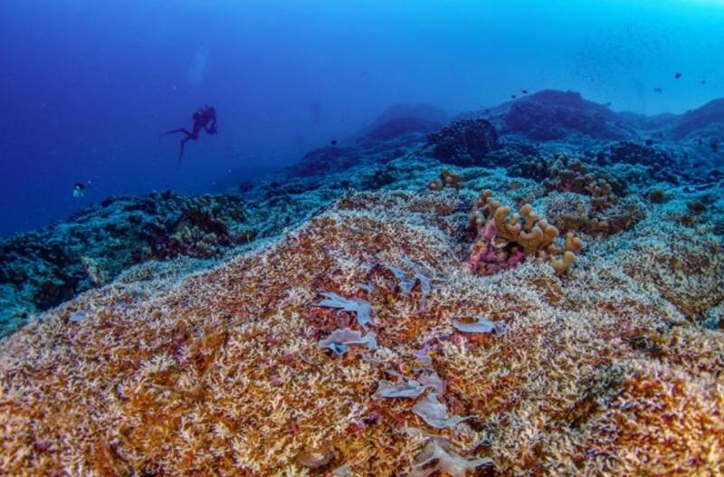 El ser vivo más grande del océano pacífico que redefine nuestra comprensión de la naturaleza (Fuente: archivo)