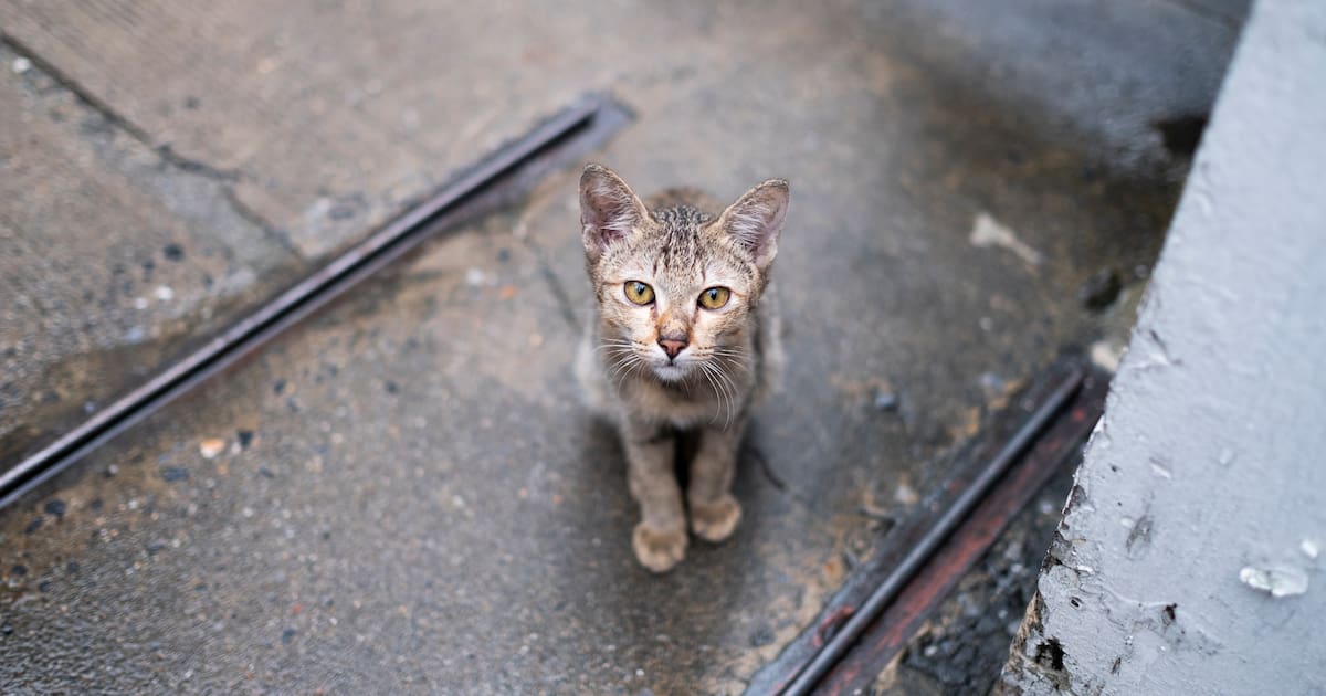 A cat survived for a month locked inside her late owner’s home: The heartbreaking story wowing the world