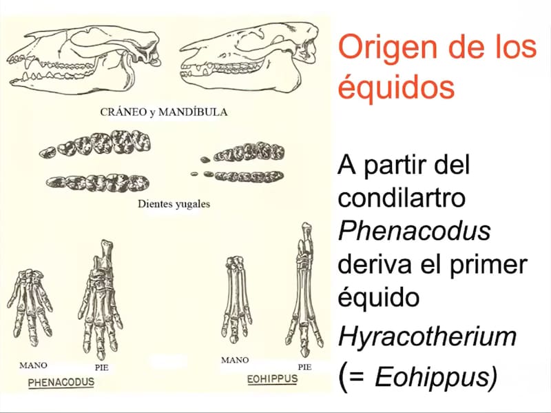 El origen y evolución del caballo se dio en América, no en Europa, a largo de 60 millones de años, revelan registros paleontológicos. Fuente: INAH.