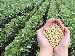 Agroindustria frena ventas al exterior y justifica cambios en retenciones sojeras