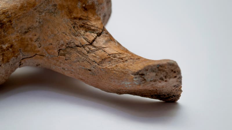 Las marcas de corte sobre los huesos del gliptodonte realizadas por los primeros humanos que poblaron América.