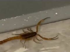 Alerta por alacranes en una escuela de Buenos Aires: ¿cuáles son los venenosos y cómo distinguirlos?