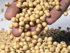 La soja detuvo su ascenso: cayó 0,4%