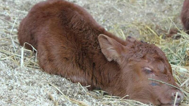 El ternero Angus, de 30 kilos, pertenece a una cabaña de Carlos Tejedor, provincia de Buenos Aires